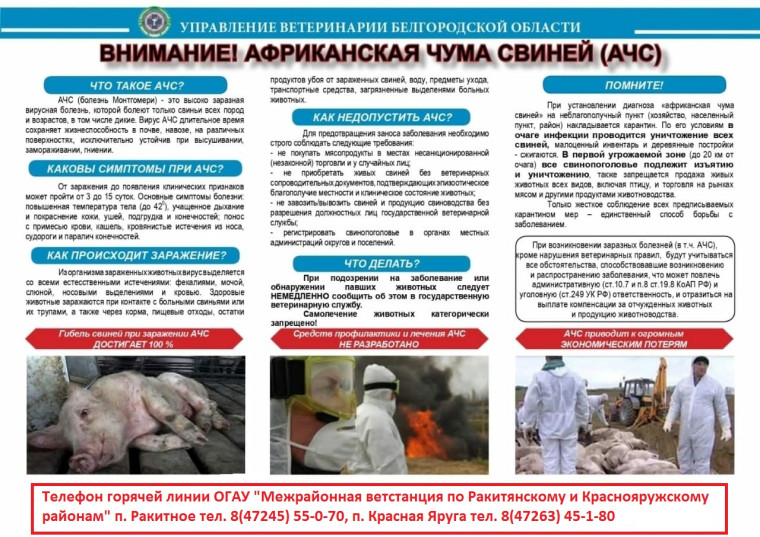 ПАМЯТКА ДЛЯ НАСЕЛЕНИЯ ПО АФРИКАНСКОЙ ЧУМЕ СВИНЕЙ. ПАМЯТКА ДЛЯ НАСЕЛЕНИЯ ПО АФРИКАНСКОЙ ЧУМЕ СВИНЕЙ.